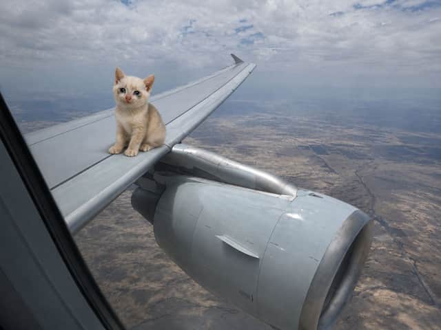 A kitten perched on the wing of an airliner in flight, high above farmland.