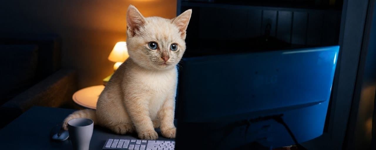 A kitten sitting at a desk in a dark room, lit by a computer monitor.